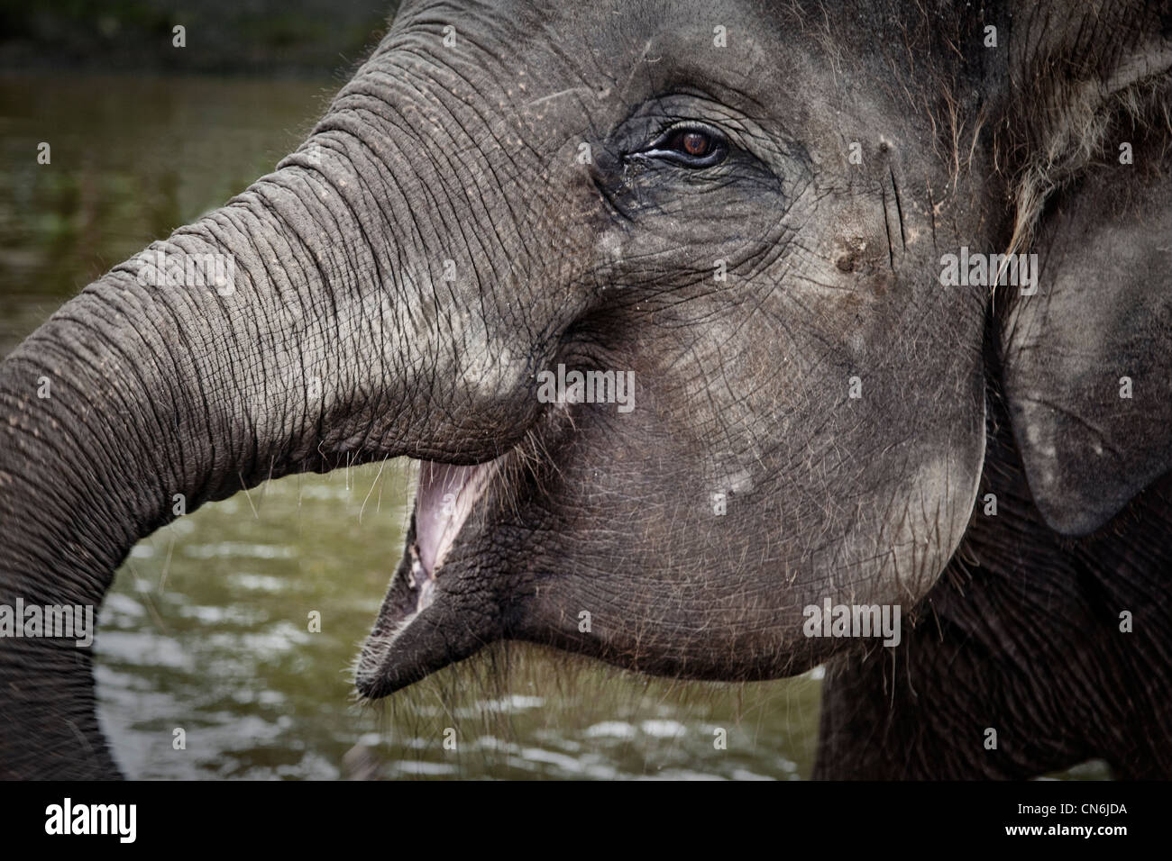 Nahaufnahme der Elefantenkopf. Bali Indonesien. Stockfoto