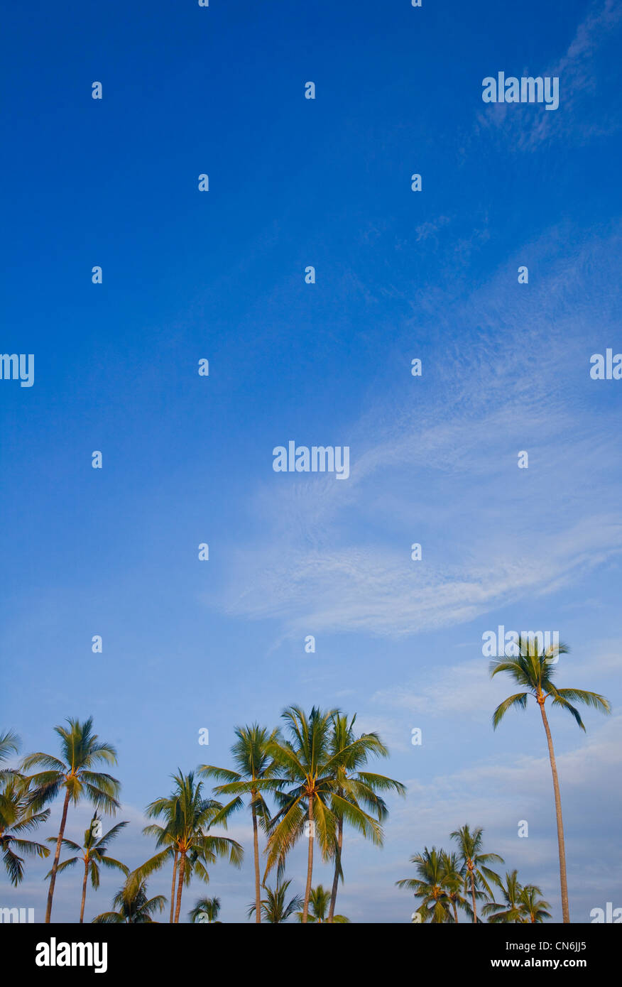 Palmen und blauer Himmel. Bali Indonesien. Stockfoto