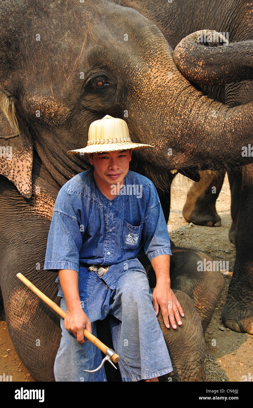 Mahout und Elefant der Elefanten Show, Maetaman-Elefanten-Camp in der Nähe von Chiang Mai, Provinz Chiang Mai, Thailand Stockfoto