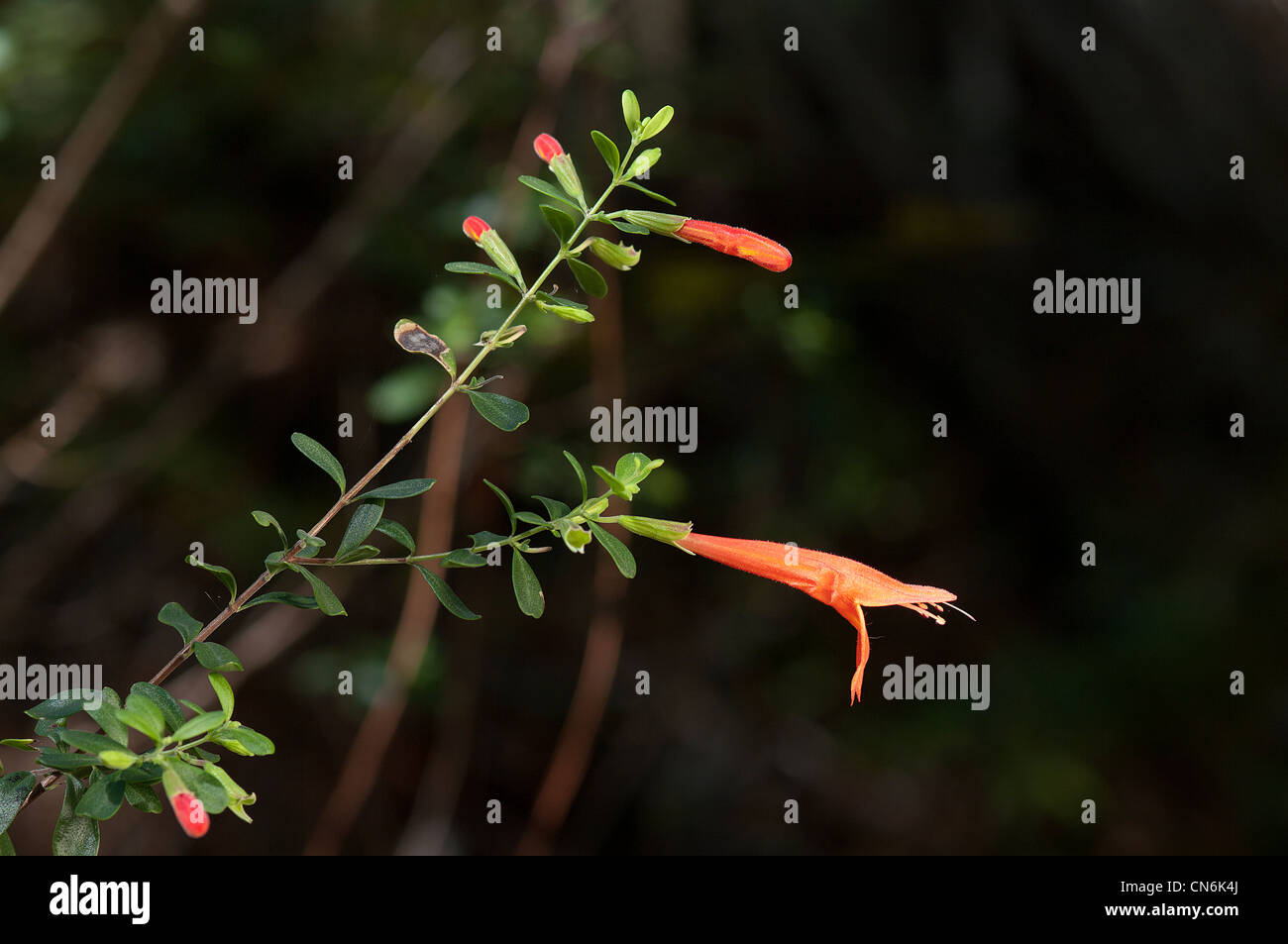 Rotes Basilikum, Scarlet Bergminze, Calamintha coccinea Stockfoto