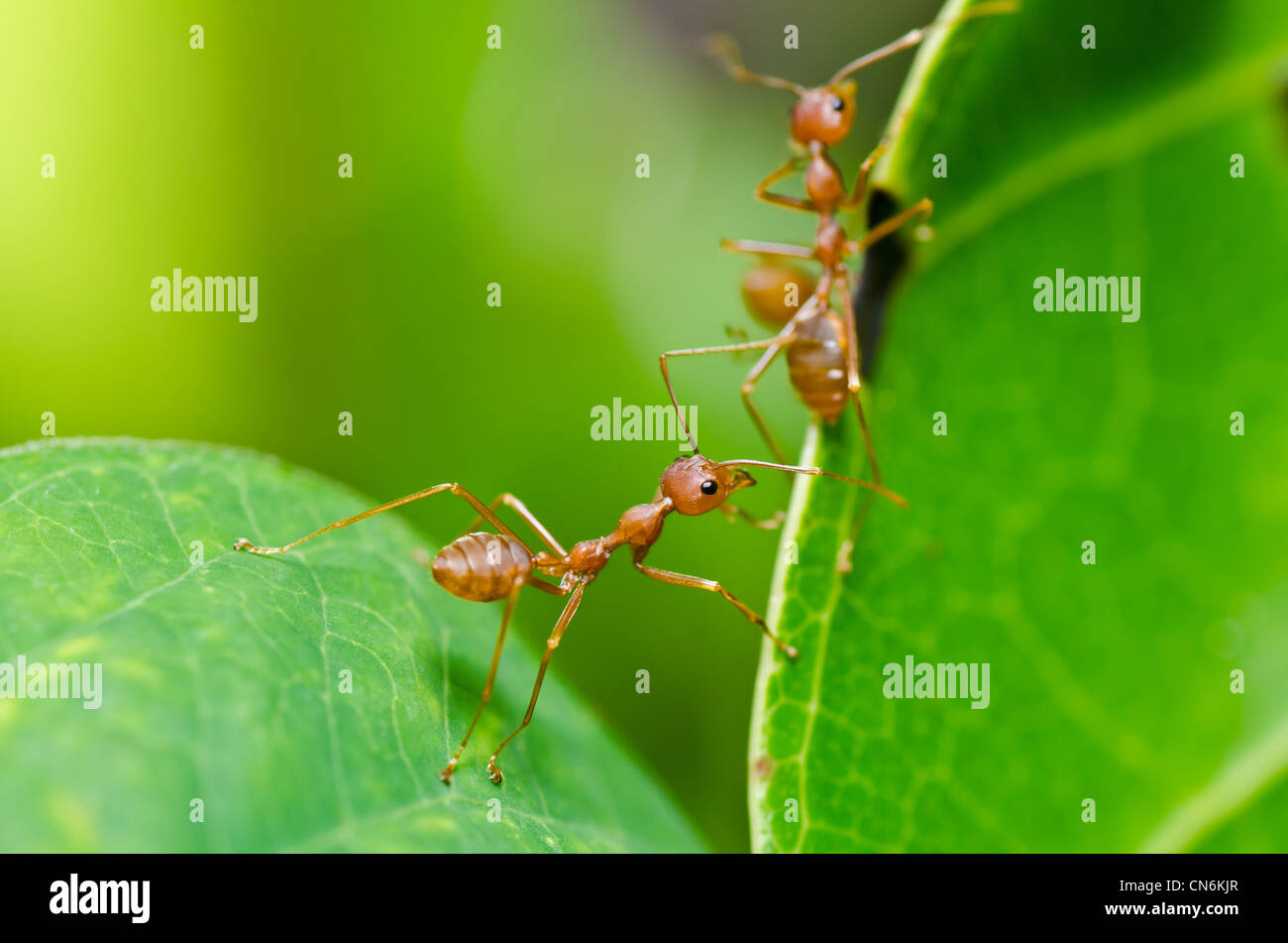 rote Ameisen in der grünen Natur oder im Wald Stockfotografie Alamy