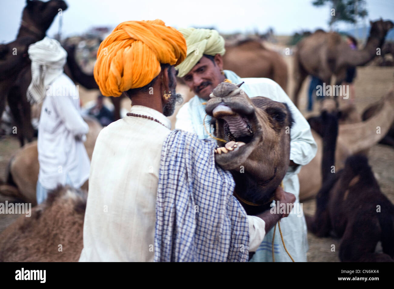 Kamel nur wenige Minuten nach seiner Nase durchbohrt worden. Kamel fair, Pushkar, Indien Stockfoto