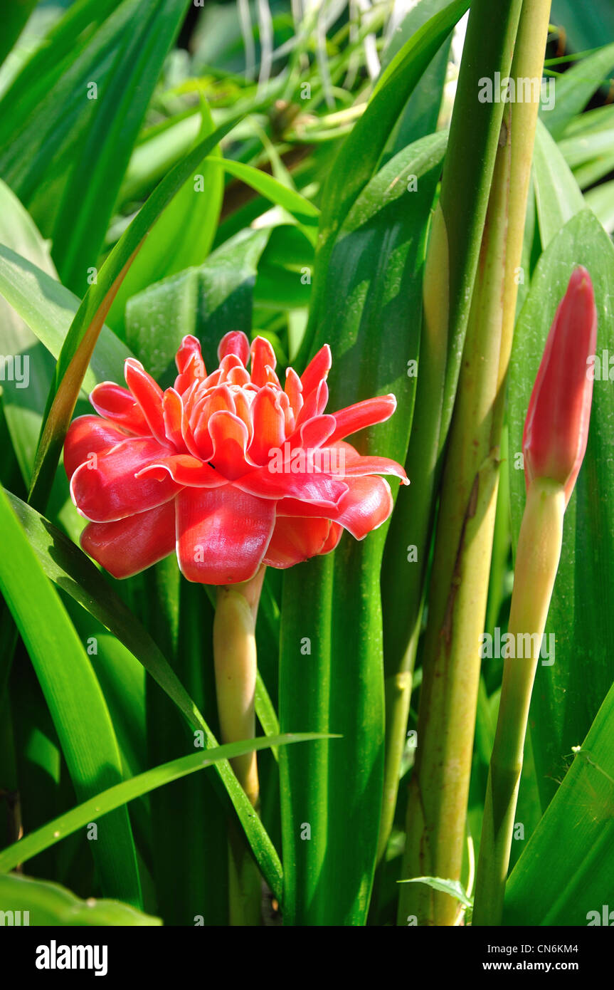 Taschenlampe oder Roter Ingwer (Etlingera Elatior) Lilie an Orchideen-Farm in der Nähe von Chiang Mai, Provinz Chiang Mai, Thailand Stockfoto