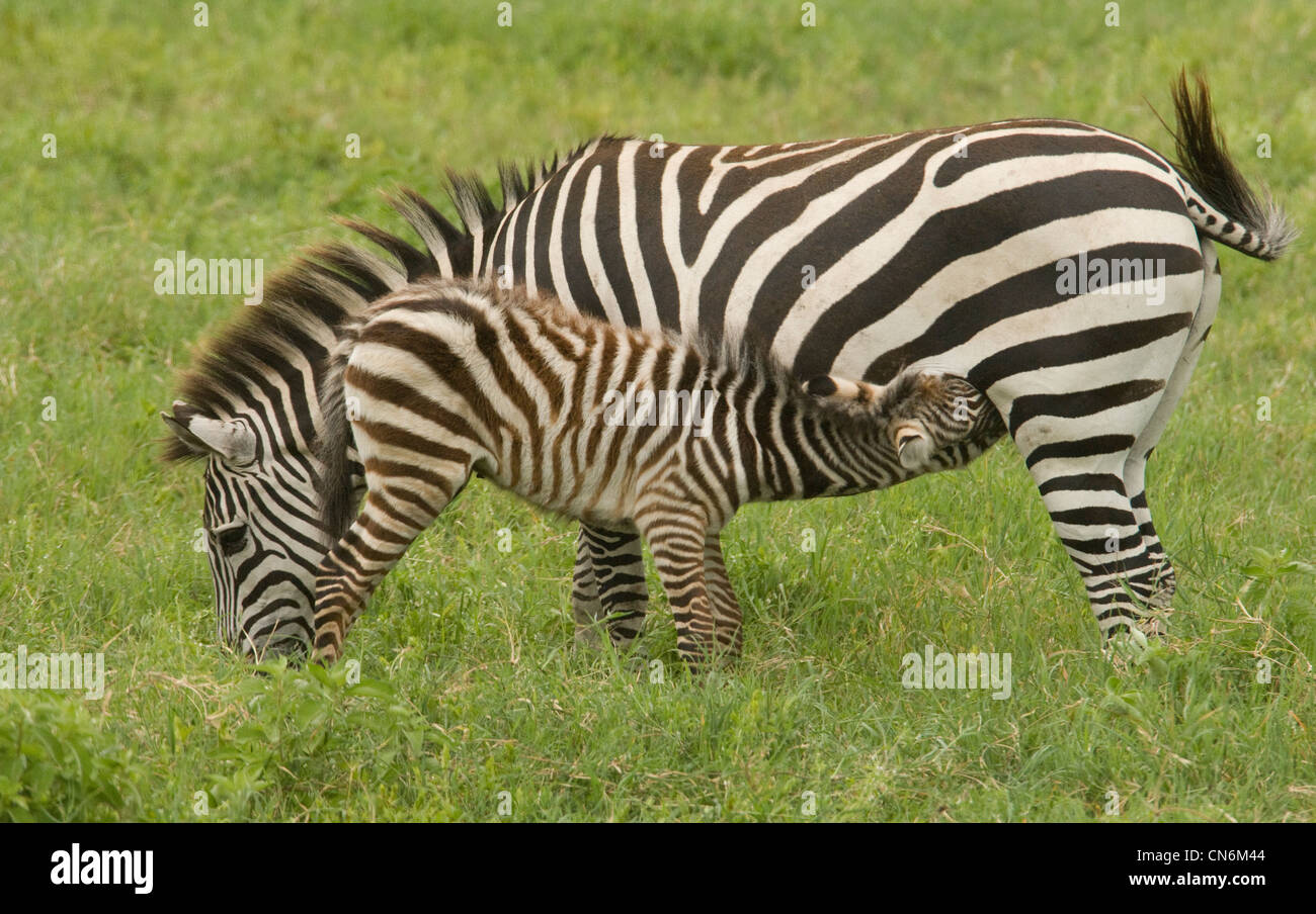 Burchell Zebra mit Fohlen Pflege Stockfoto