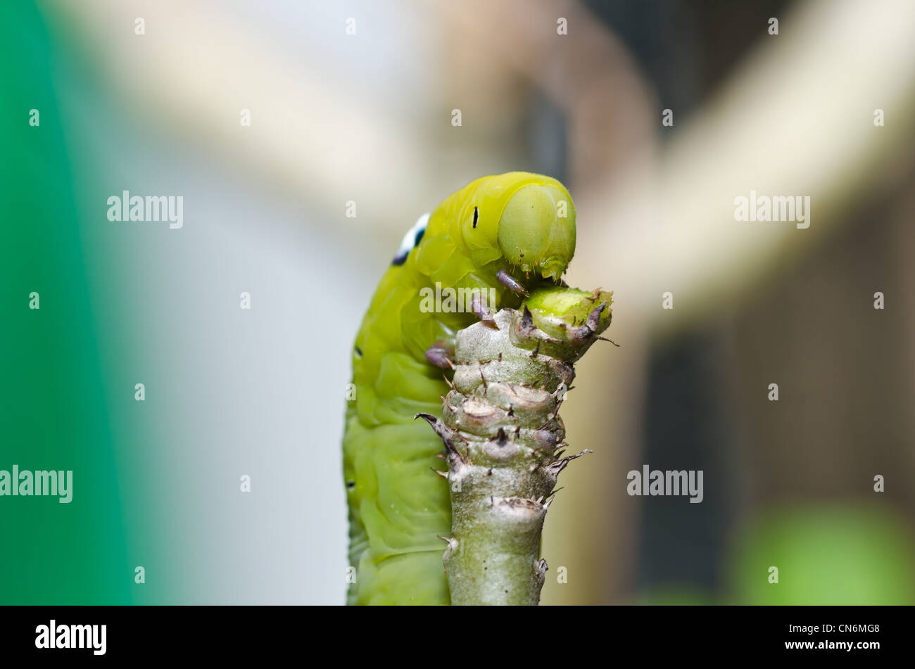 Wurm Im Garten Stockfotos und bilder Kaufen Alamy