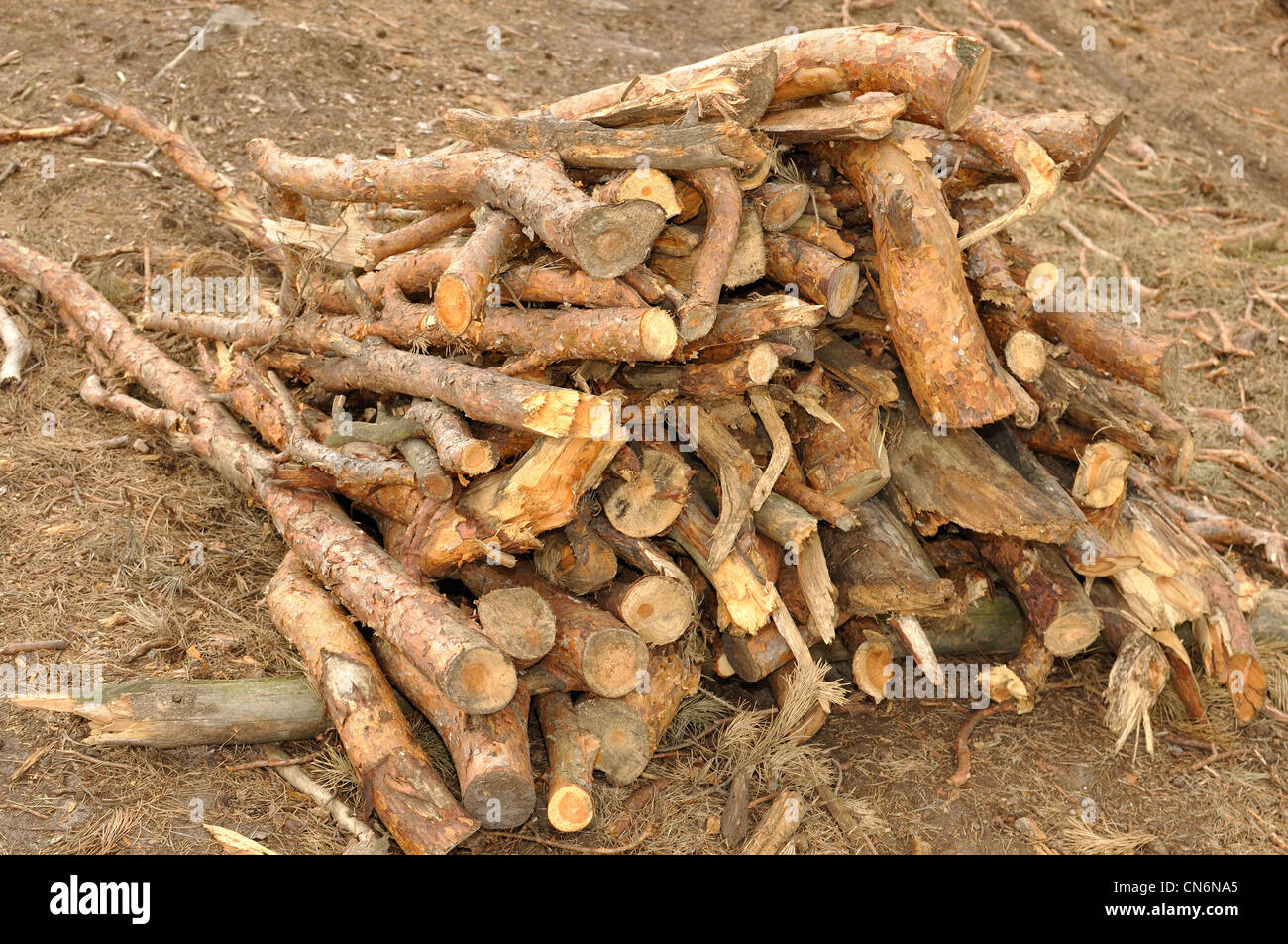 Fällen von Bäumen im Wald, Haufen von Holz Stockfoto