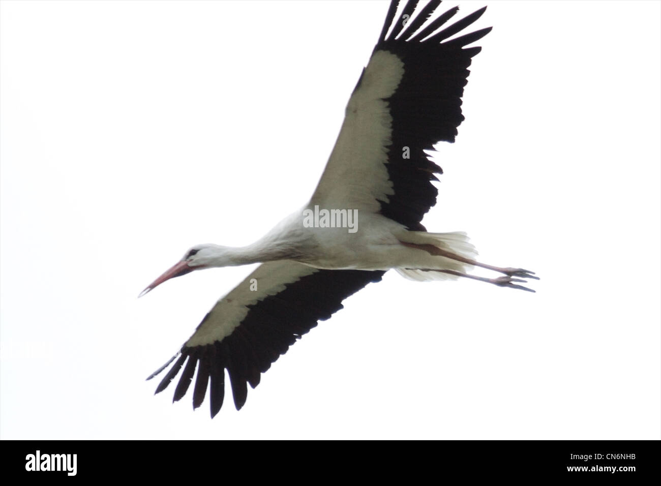 Fliegender Storch im Naturpark von Bologna (Italien) Stockfoto