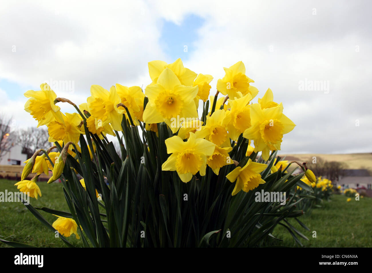 Narzissen in voller Blüte Stockfoto