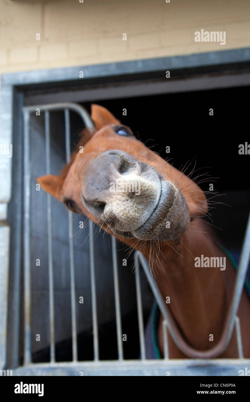 Tierhumor Lächeln Pferd Gesichtsausdrücke, Quizzical Tier lustige Gesichter in Middleham Open Stables Day, Karfreitag 2012 in Leyburn, North Yorkshire Dales, Großbritannien Stockfoto