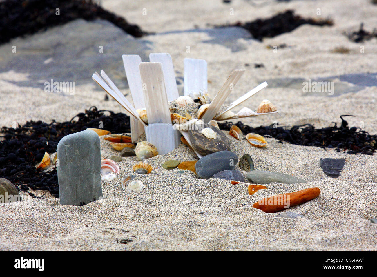 Muscheln in einer Kunststoff-Box an einem Strand angeordnet Stockfoto