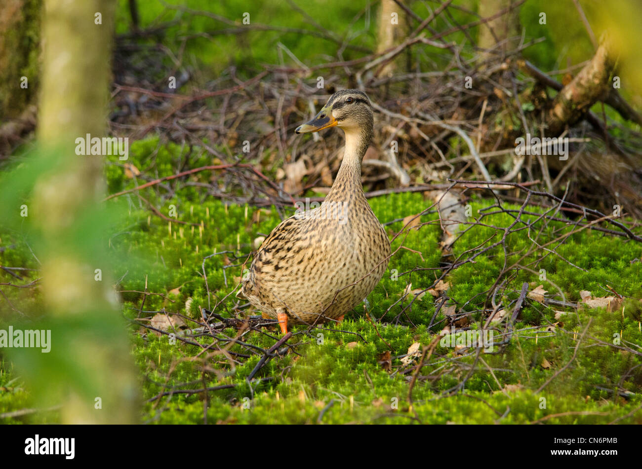 Weibliche Stockente in Verschachtelung Lebensraum, schönen schottischen Wald bei Drumpellier Country Park, North Lanarkshire Stockfoto