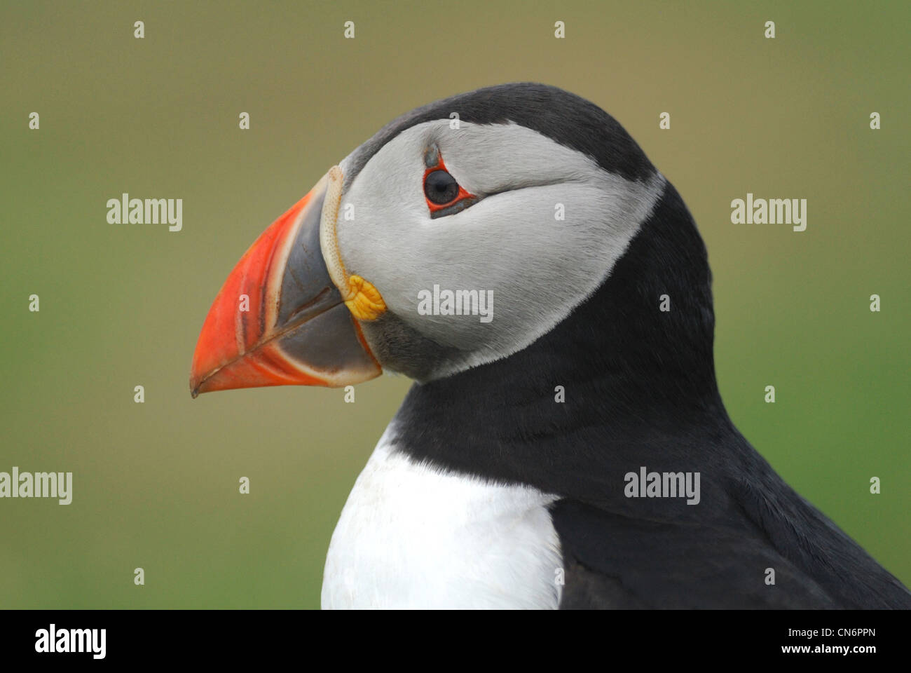 Papageitaucher (Fratercula Arctica) auf Skomer Island, Wales, UK. Mai 2011. Stockfoto