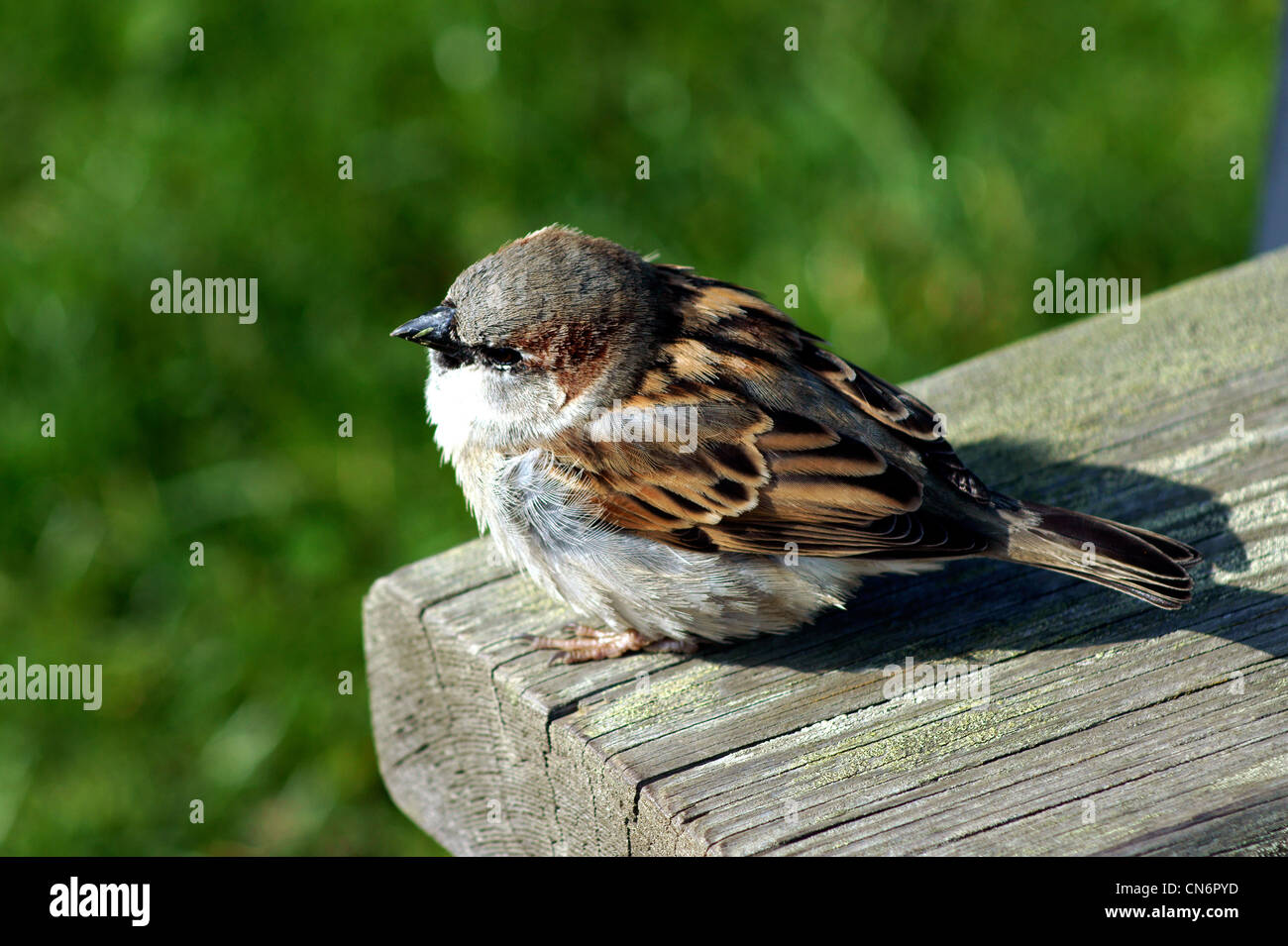 Hedge sparrow nest eggs -Fotos und -Bildmaterial in hoher Auflösung – Alamy