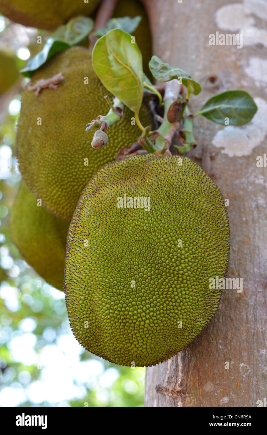 Ein Ast Jack Früchte voller Jackfrüchte hängen am Baum Stockfoto