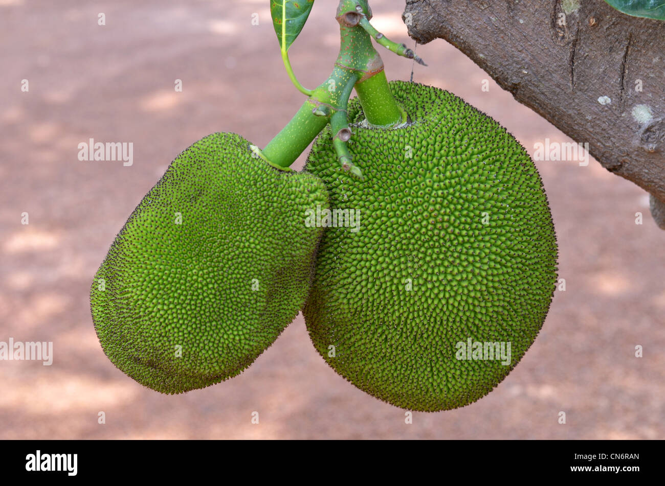 Zwei Jackfruit hängen am Baum Stockfoto