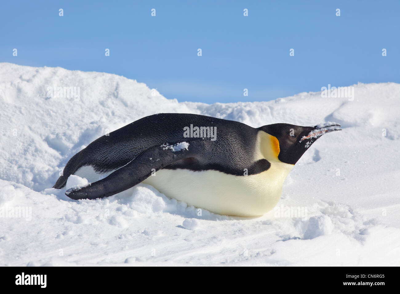 Kaiser-Pinguin im Schnee liegend Stockfoto