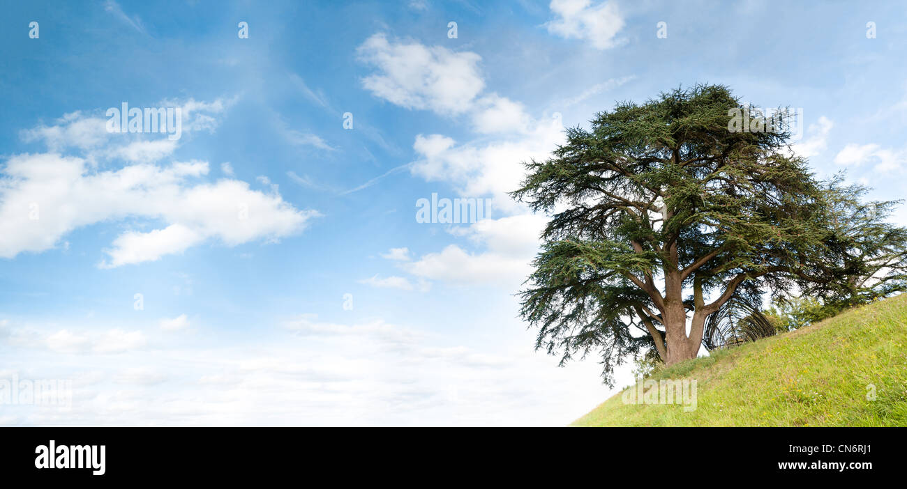 Einsamer Baum auf grüne Hügel mit blauen bewölkten Himmel im Hintergrund. Eine Menge Textfreiraum. Sommer oder Frühling Saison. Panorama. Stockfoto