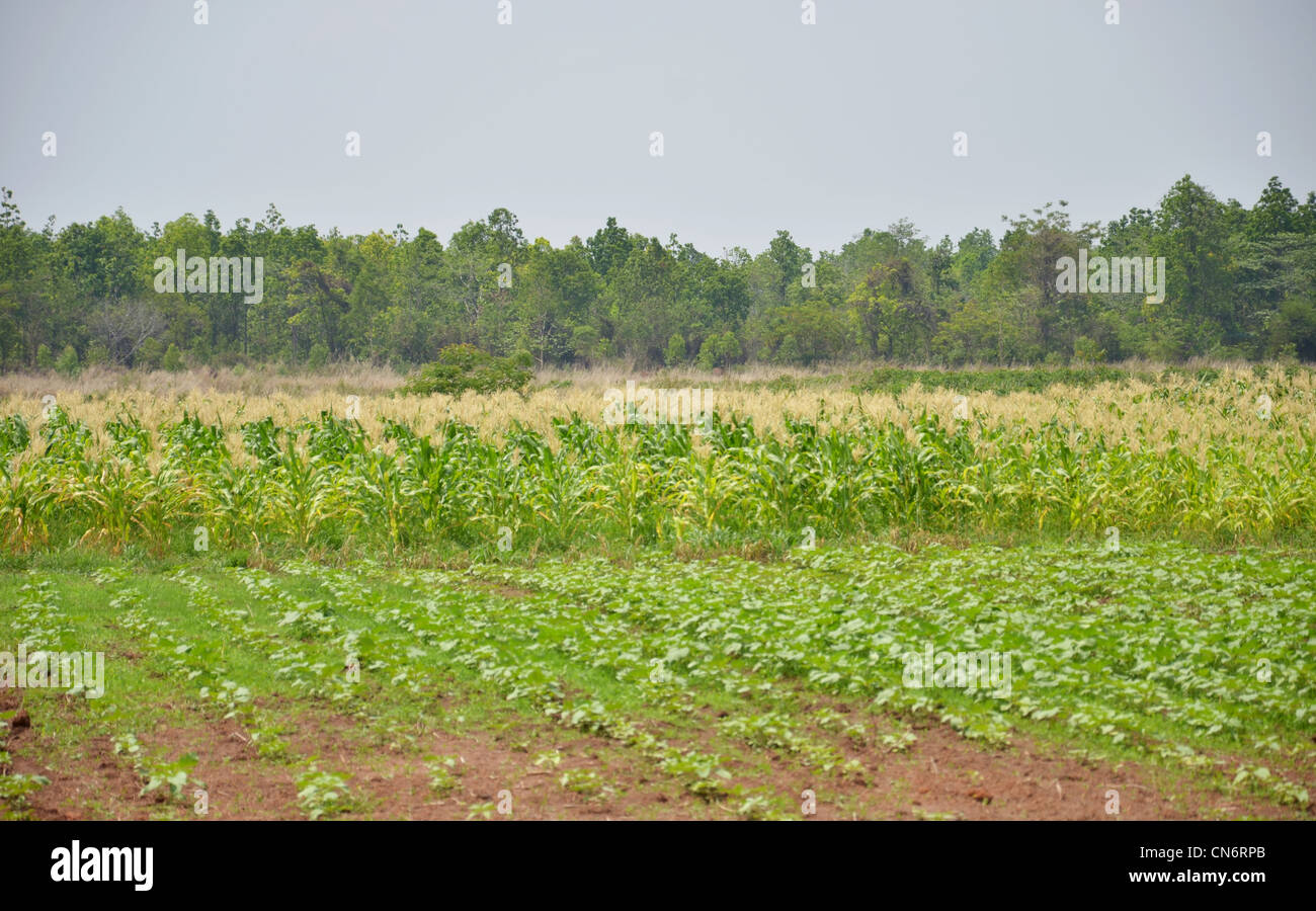 Agrarlandschaft Maisfeld in kleinem Maßstab nachhaltige farm Stockfoto