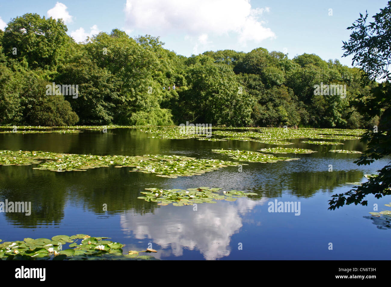 Bosherston Seen und Seerosenteichen, Stackpole National Nature Reserve, Pembrokeshire Stockfoto