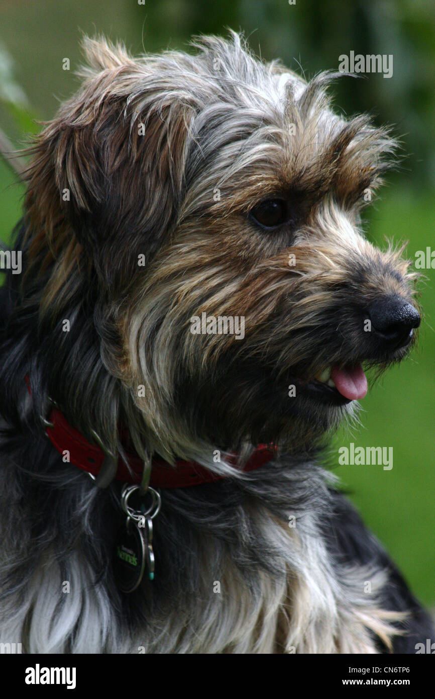 Scruffy Hund Porträt im Garten Stockfoto