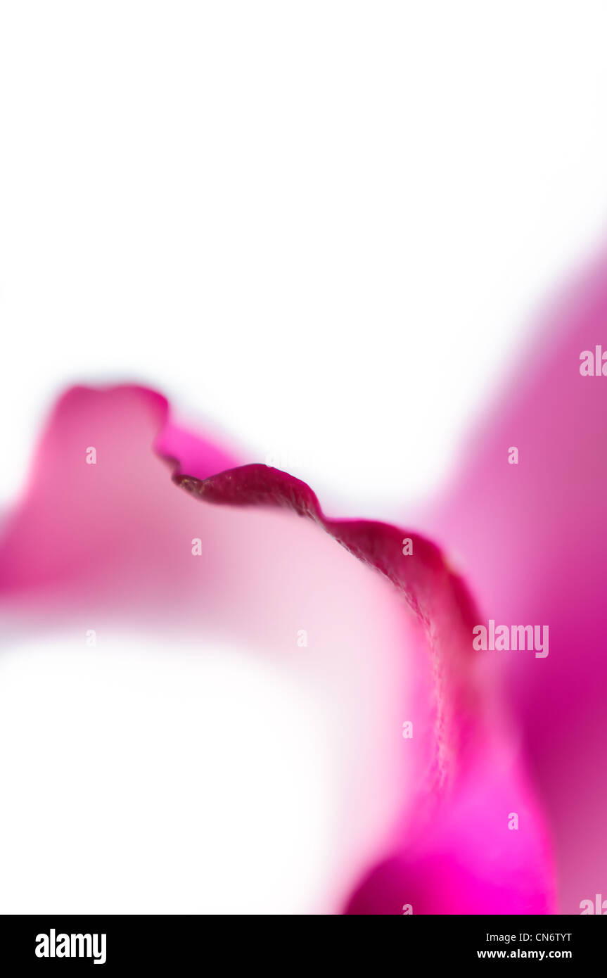 Nahaufnahme von einer rosa Rosenblüte auf weißem Hintergrund Stockfoto