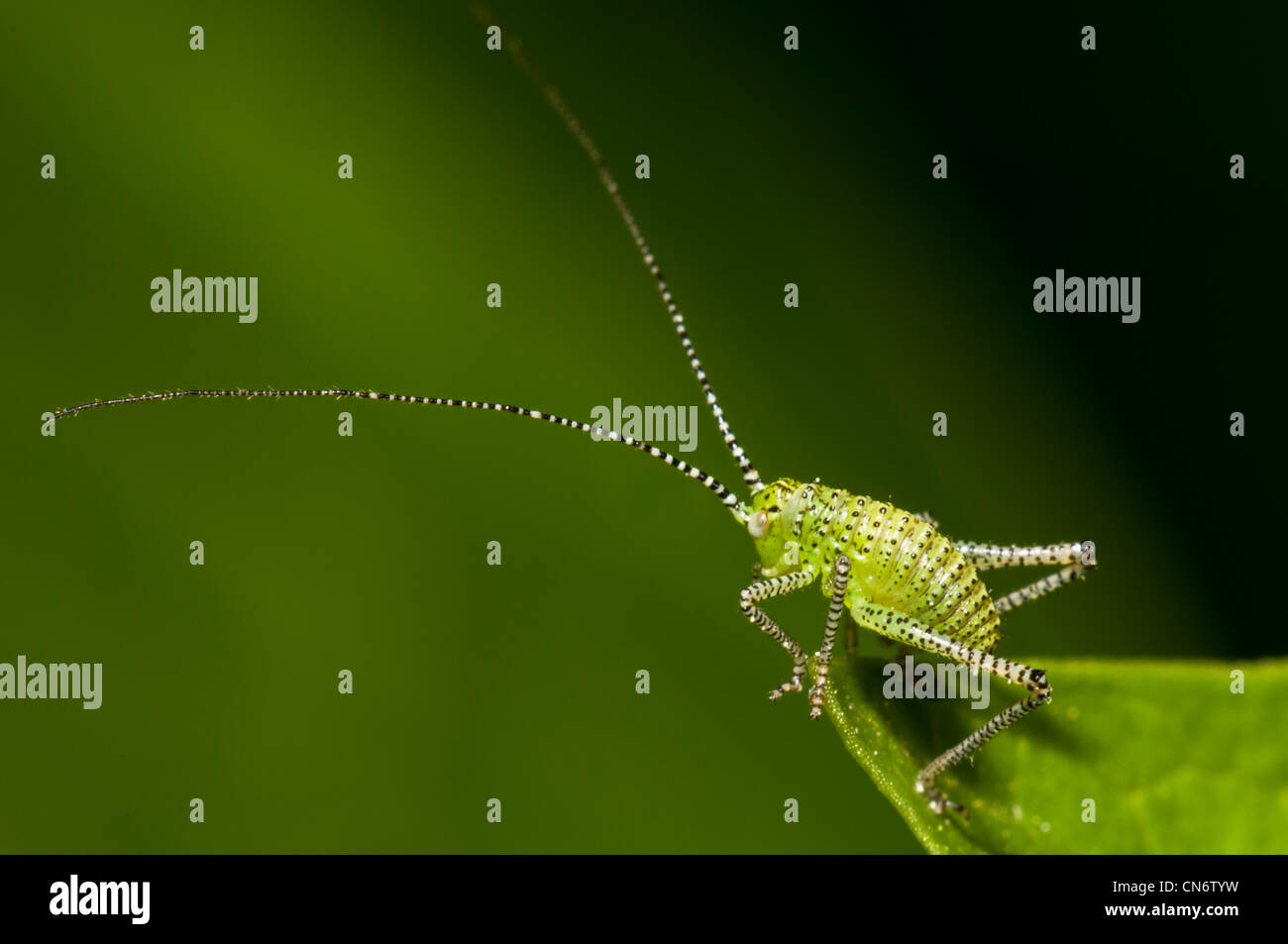 Eine gesprenkelte Bush-Cricket-Nymphe am Rande eines Blattes im Belvedere. Mai. Stockfoto