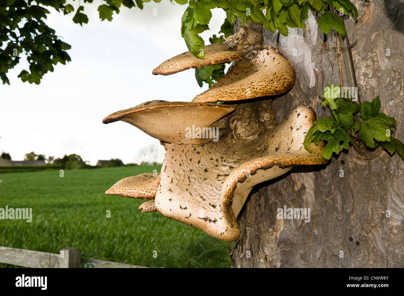 Eine sehr große Dryade Sattel Pilz (Polyporus an) wächst auf einem Baum in der Nähe von Alnwick, Northumberland. Mai. Stockfoto