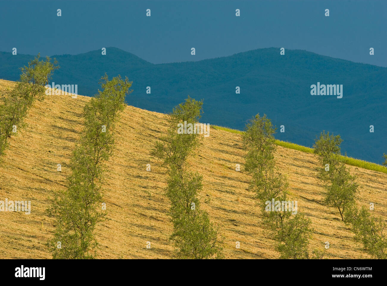 Olivenbäume Stockfoto