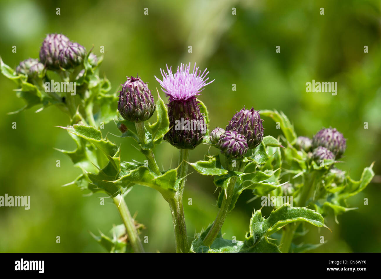 Blüte und Knospen der schleichenden Distel (Cirsium Arvense) im Naturreservat Crossness, Bexley, Kent. Juni. Stockfoto