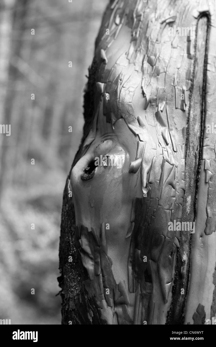 Schwarz / weiß Bild von Arbutus Baum mit abblätternde Rinde in einem Wald Stockfoto