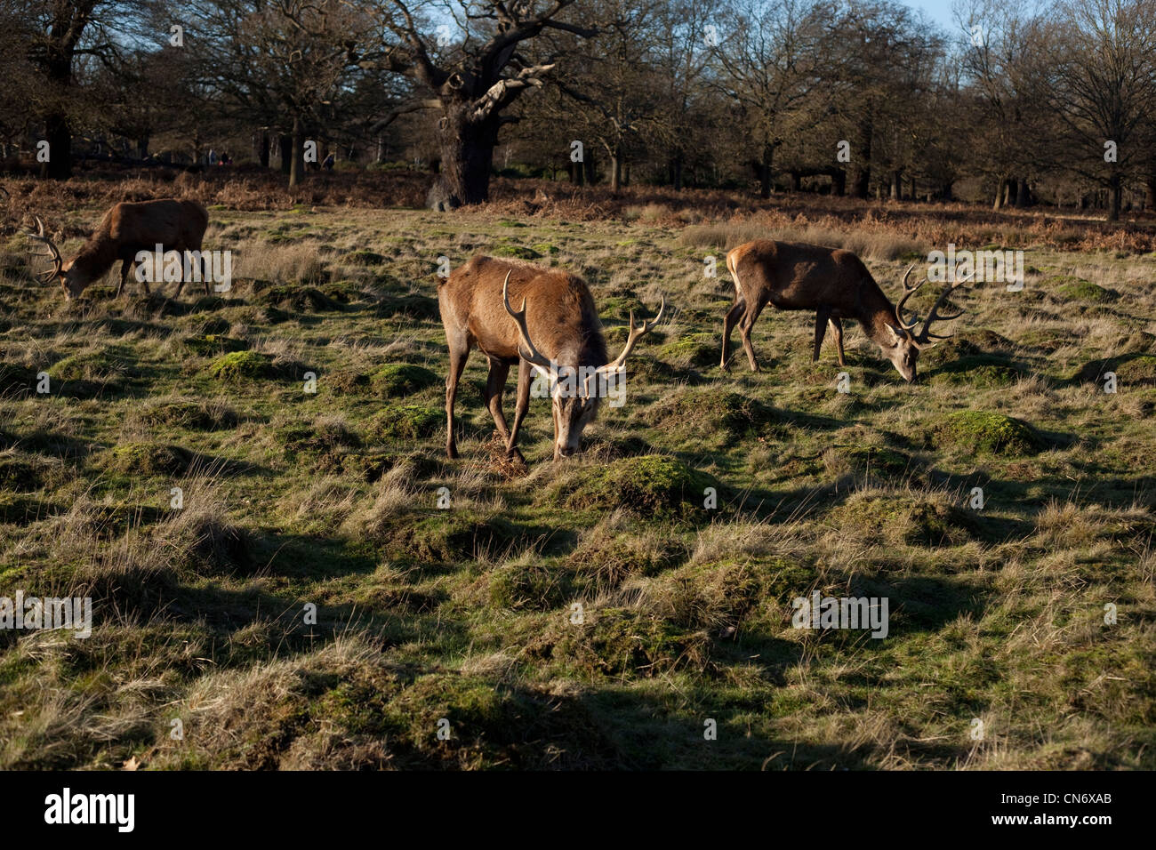 Reh im Richmond Park in London an einem Herbsttag Stockfoto