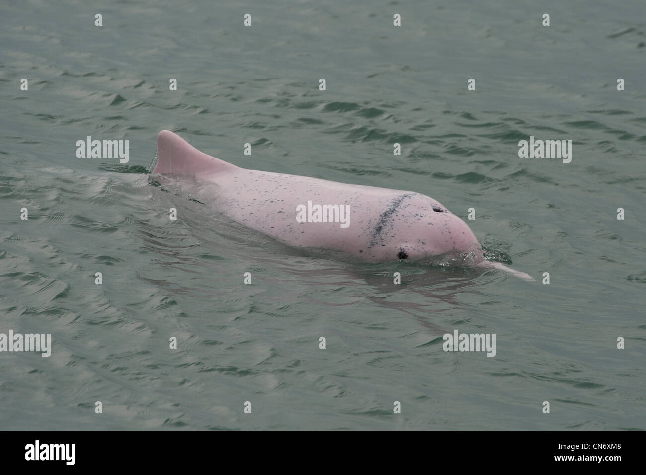 Indo-pazifischen Buckelwal Delfin (Sousa Chinensis), auftauchen. Hong Kong, Pearl River Delta. Stockfoto