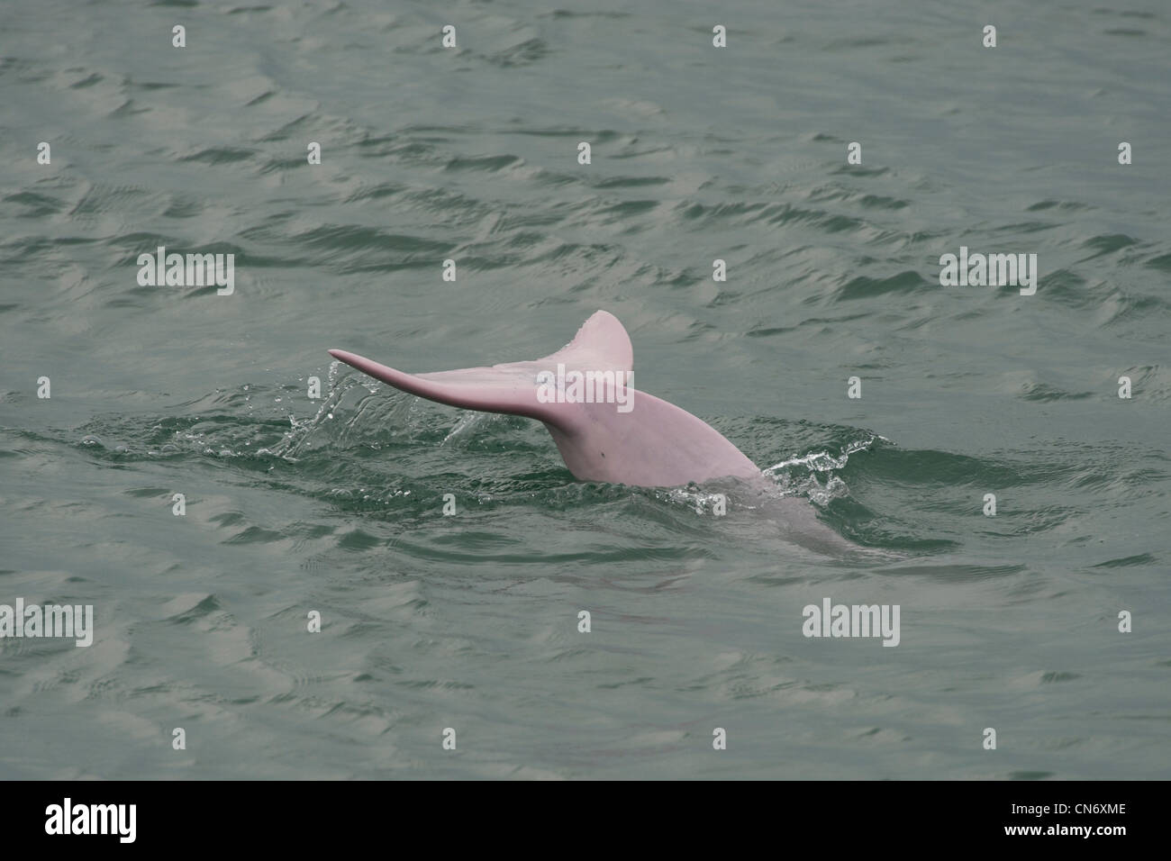 Indo-pazifischen Buckelwal Delfin (Sousa Chinensis), Tauchen. Hong Kong, Pearl River Delta. Stockfoto