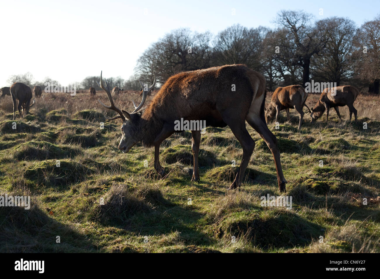 Reh im Richmond Park in London an einem Herbsttag Stockfoto