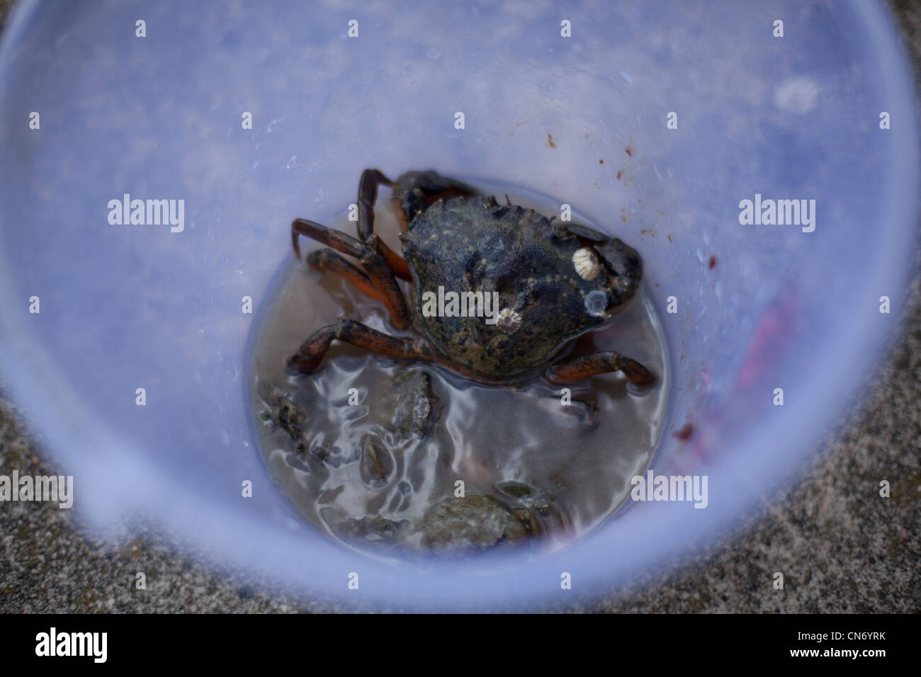 Eine Krabbe in einem Eimer in Padstow, Cornwall, nachdem er erwischt auf einer Krabbe-Linie beim Verdrehungen. Stockfoto