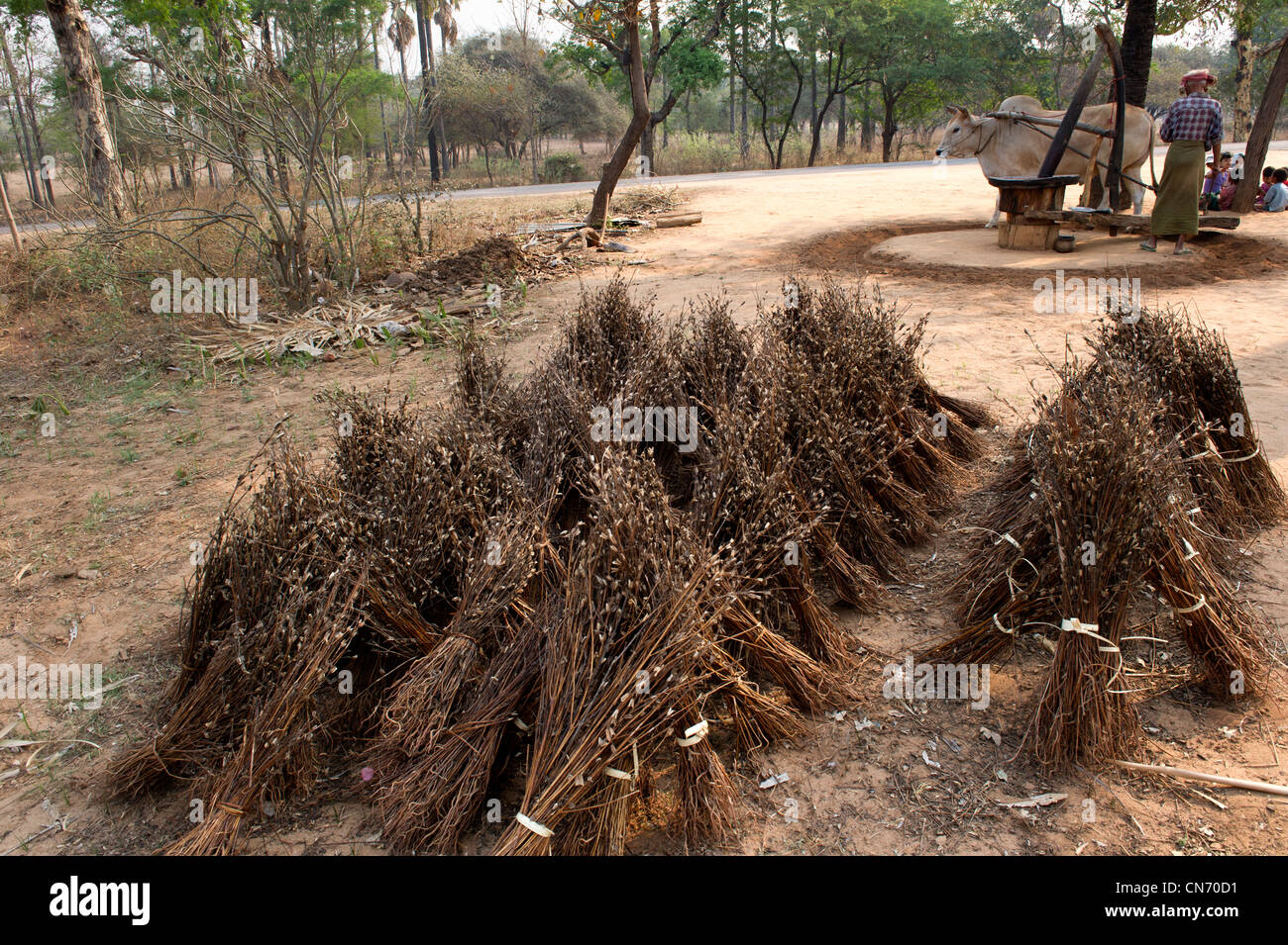 Ochsen Schleifen Fräsen macht Erdnuss Öl und fügen Sie in Nyaungu, Region Mandalay, Myanmar Stockfoto