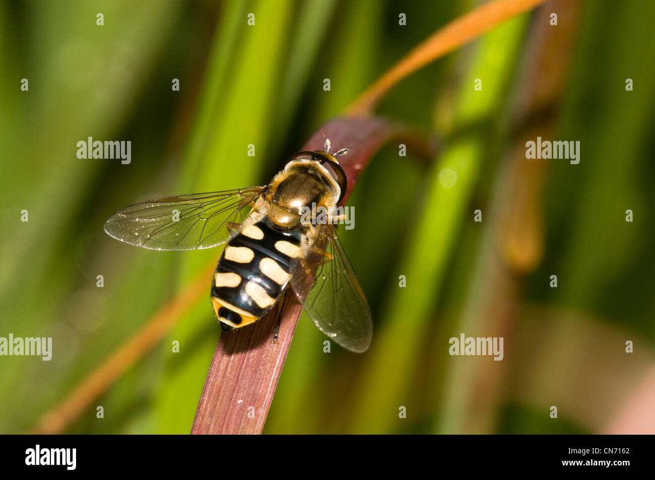 Ein Hoverfly (Scaeva Pyrastri) thront auf einem Grashalm im gemeinsamen nationalen Naturreservat Thursley, Surrey. August. Stockfoto