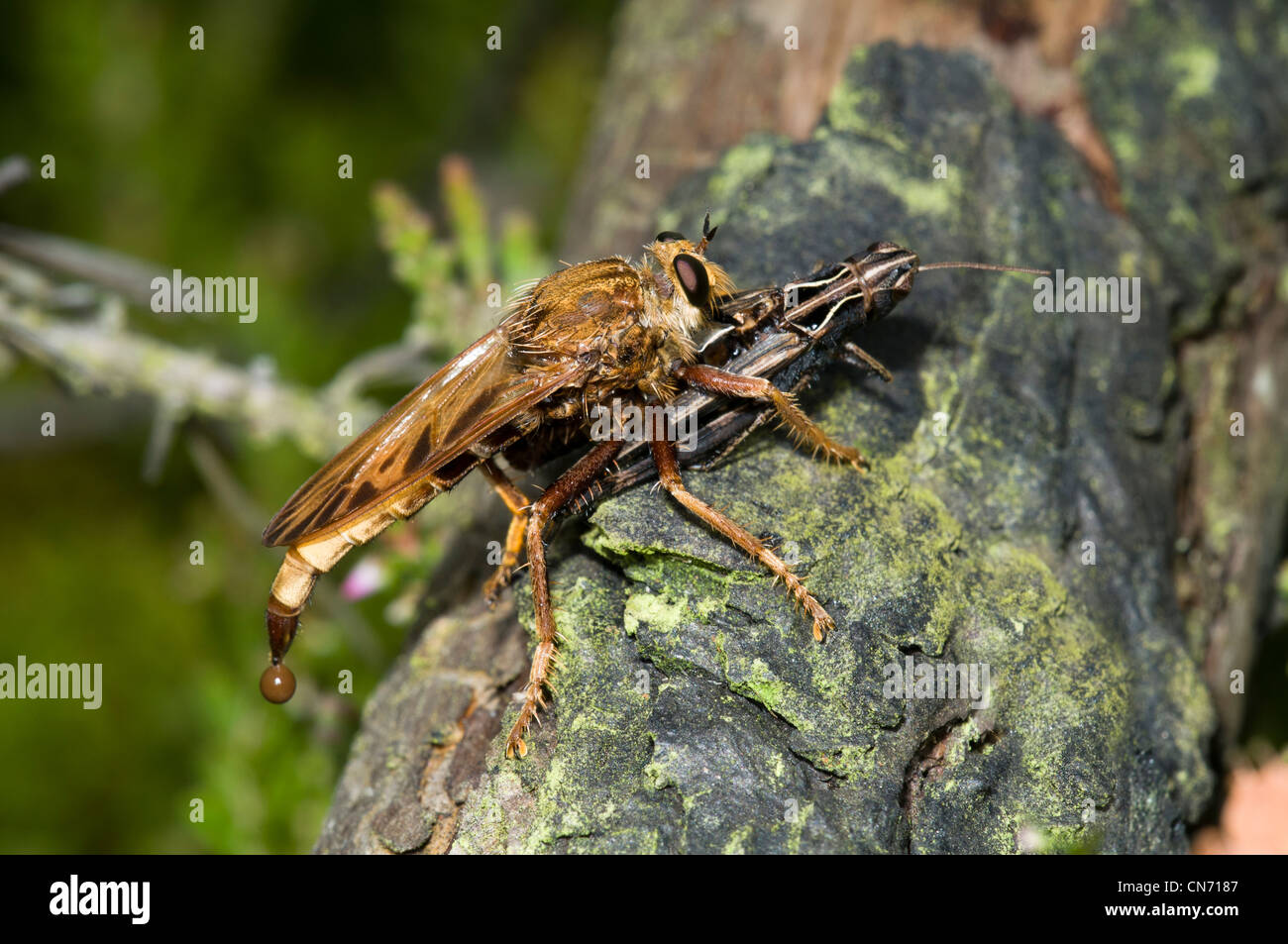 Eine Hornisse Räuber Fliege mit Grasshopper Beute bei Thursley gemeinsame nationale Natur-Reserve, Surrey. Stockfoto