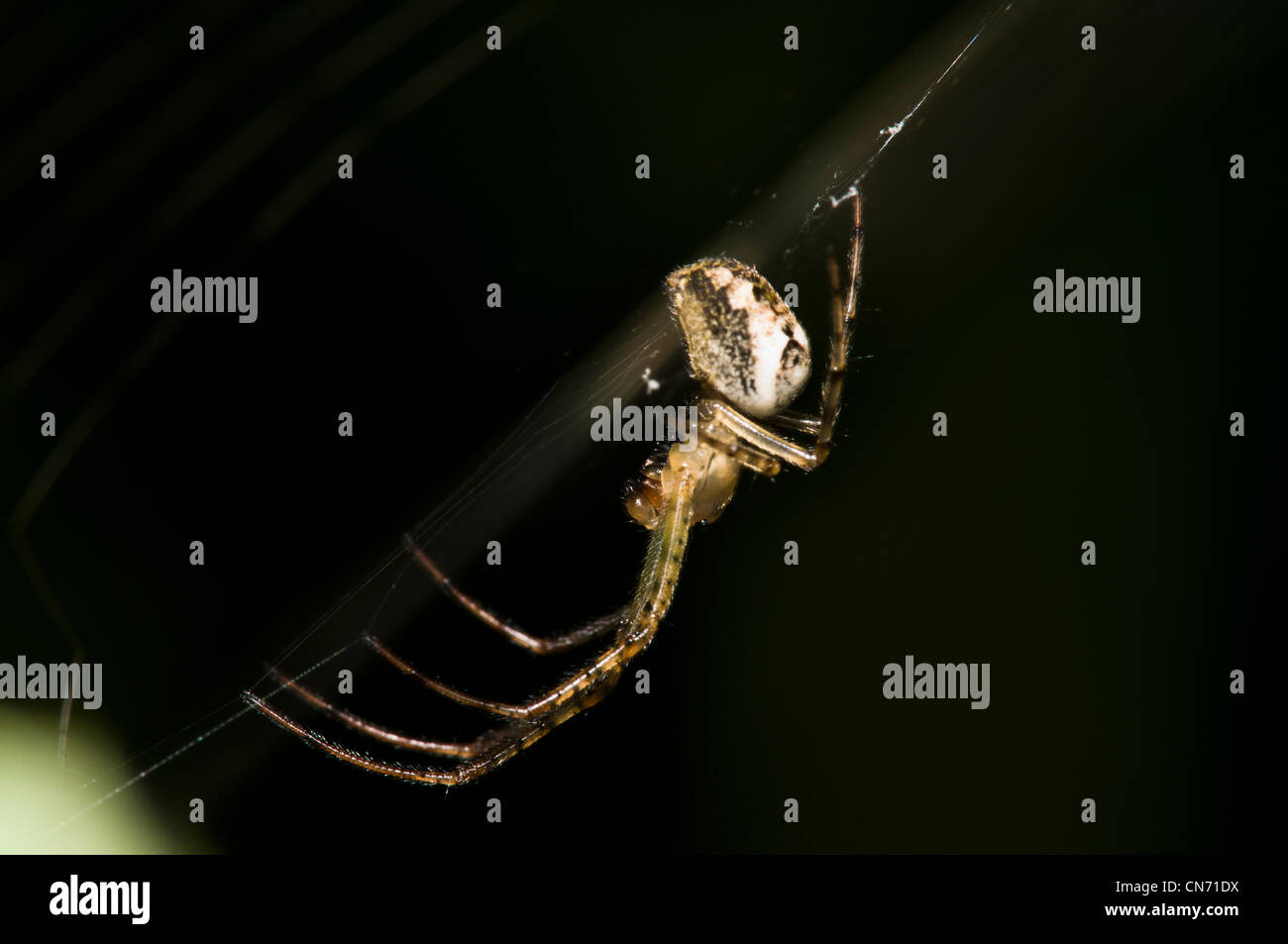 Eine gemeinsame Strecken Spinne (Tetragnatha Extensa) wartet geduldig im Netz am Naturschutzgebiet Sevenoaks, Kent. August. Stockfoto