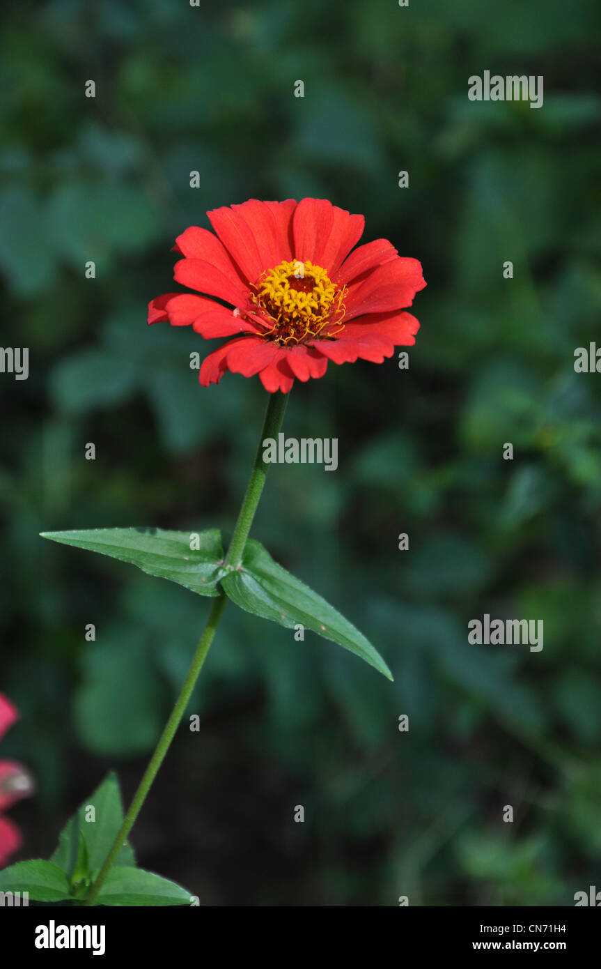 Eine Nahaufnahme von einer Blume Stockfoto