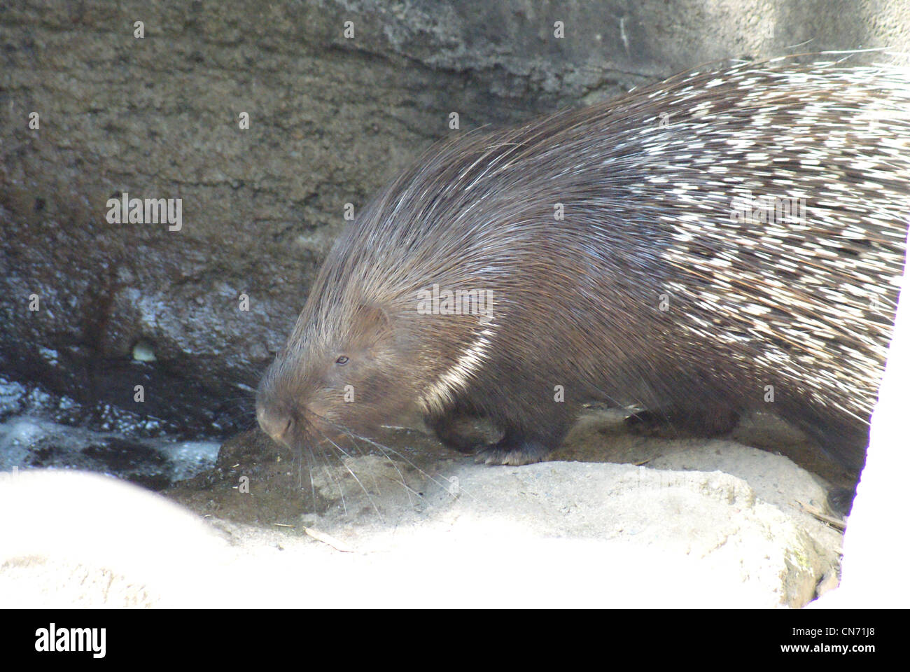 Stachelschwein herumlaufen. Stockfoto