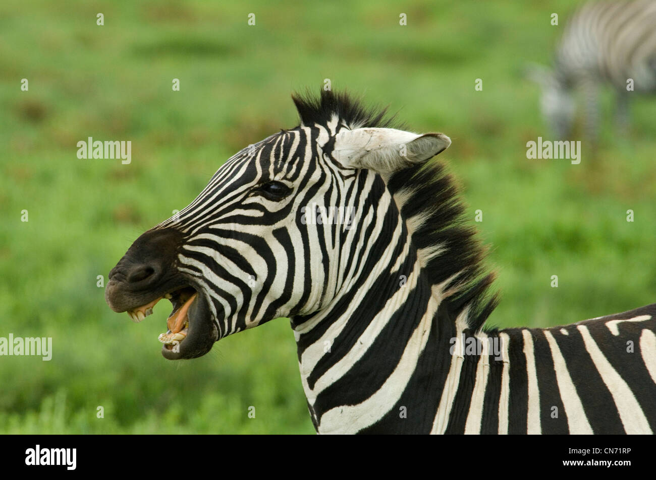 Burchell Zebra-Kopfschuss von Aggression mit Mund öffnen, Ohren abgeflacht Stockfoto