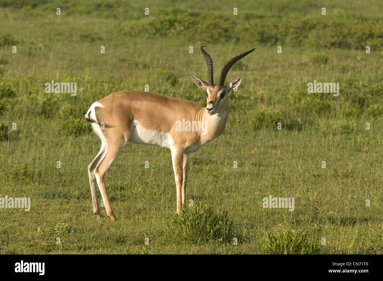 Grant es Gazelle stehen Stockfoto