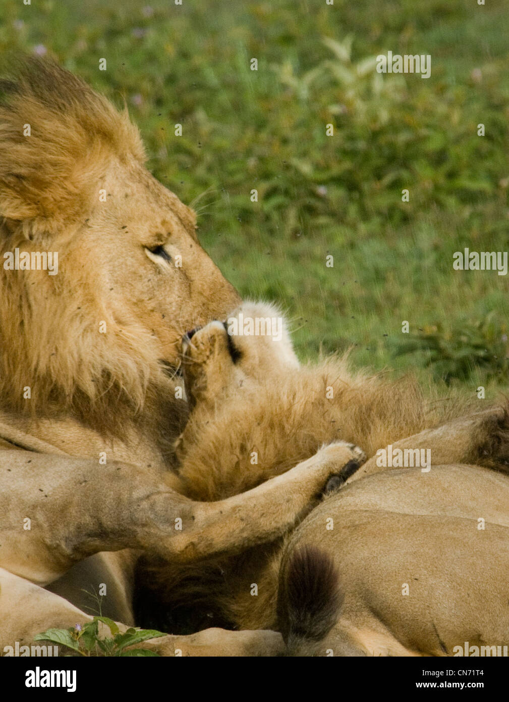 Nahaufnahme eines Löwen berühren Stockfoto