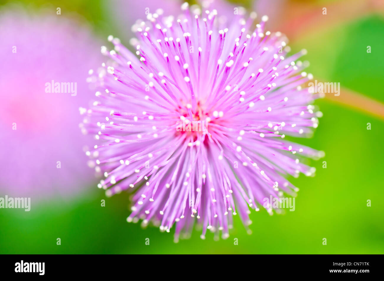 Sinnpflanze - Mimose in grüner Natur oder im Garten Stockfoto