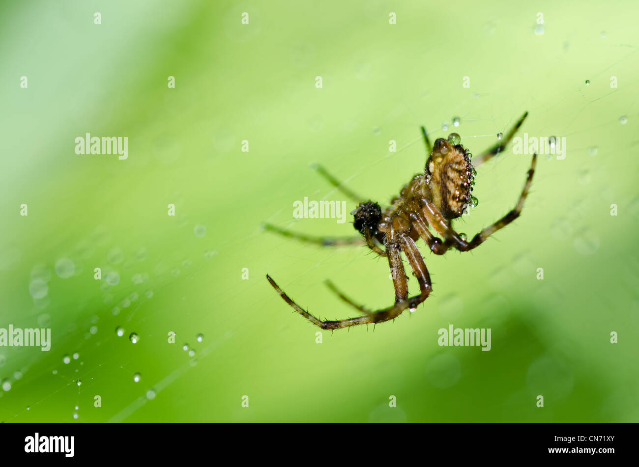 Spinne in der Natur oder im Garten Stockfotografie Alamy