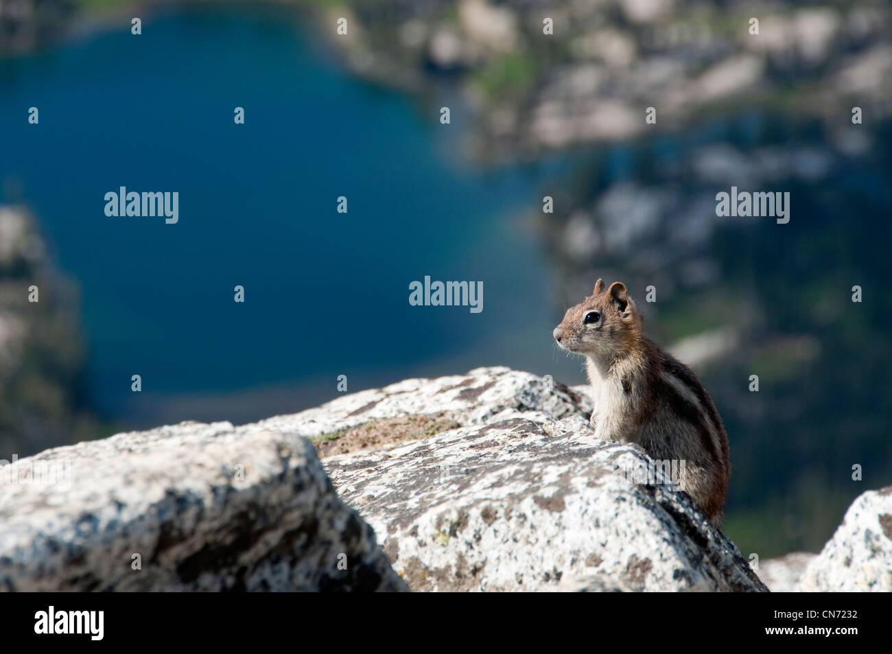 Streifenhörnchen am Gipfel des Eagle Cap in Oregon Wallowa Mountains. Stockfoto