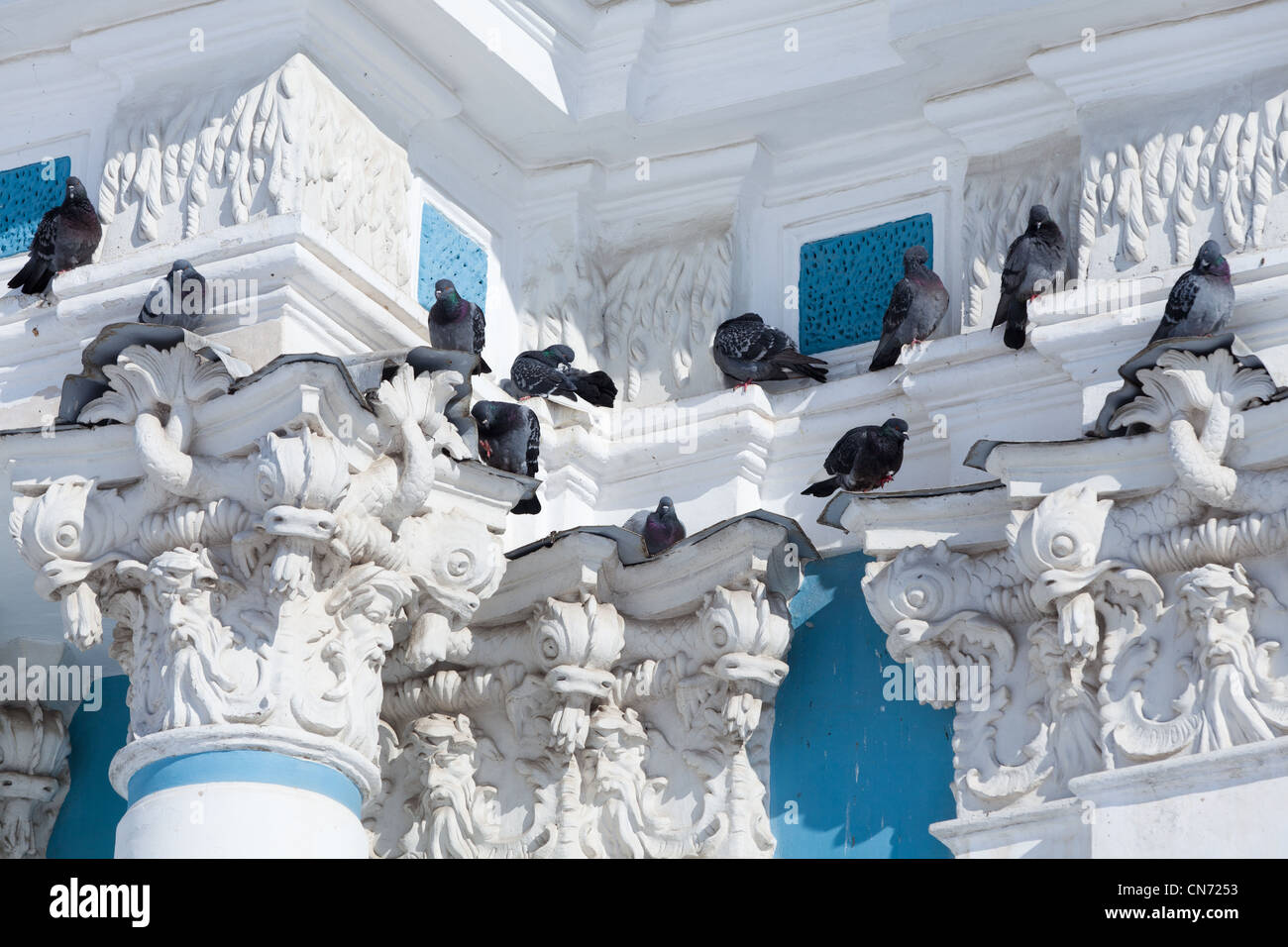 Tauben sitzen an den Kapitellen des Pavillons Grotte TSARSKOIE SELO, PUSCHKIN, Sankt-Petersburg Stockfoto