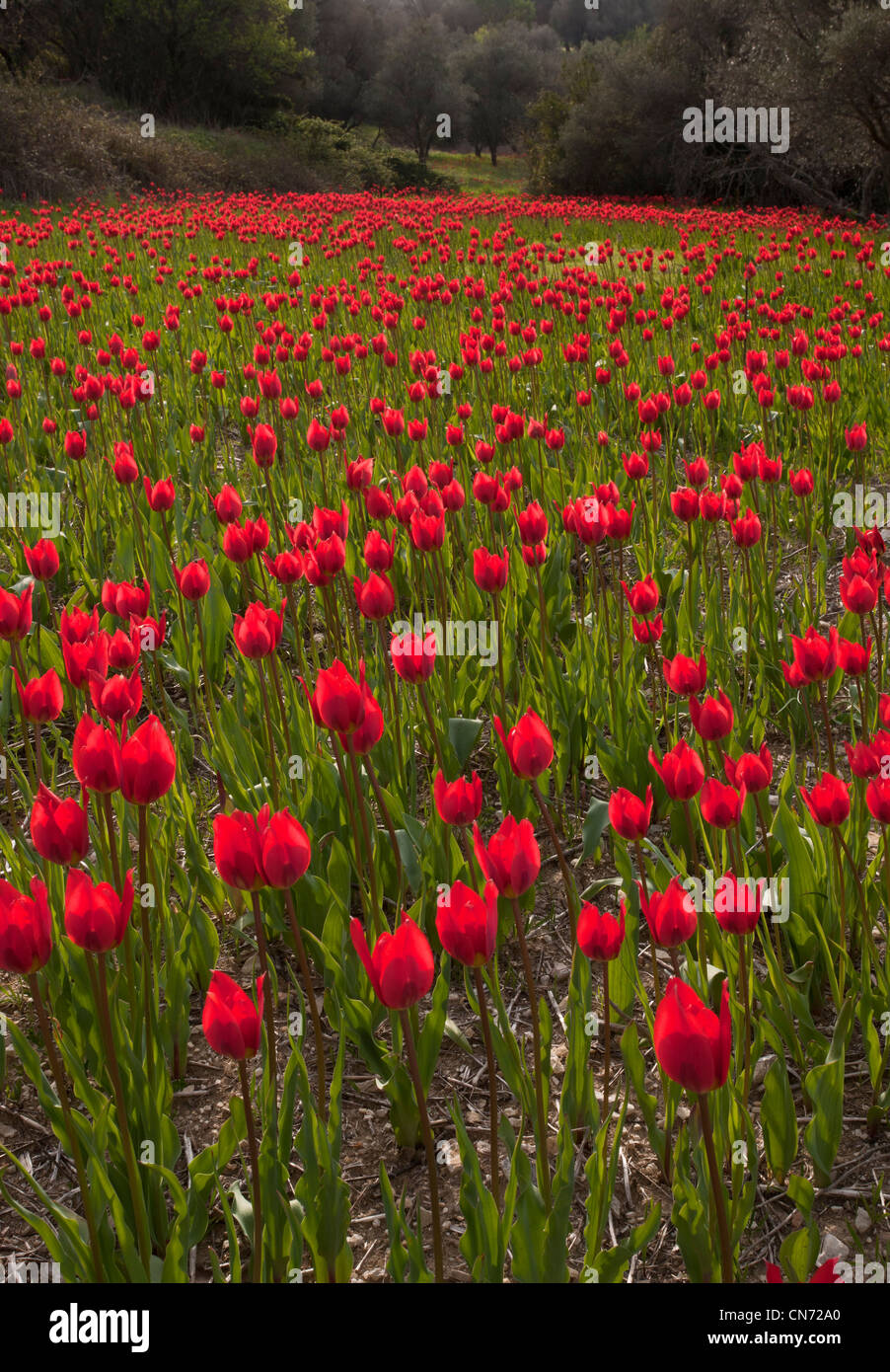 Wilde Tulpen, Tulipa Praecox in Acker inmitten von Olivenhainen, Chios, Griechenland Stockfoto