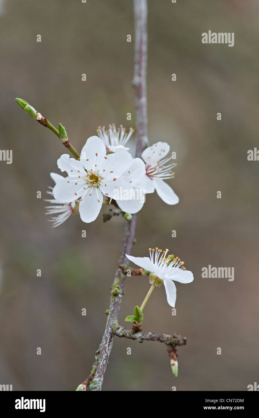 Schlehe: Prunus Spinosa. Weiße Blüten, bevor die Blätter erscheinen. Stockfoto